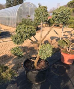 Žvynuotojo kadagio 'Hetz‘ bonsas / Bonsai 'Hetz'  PARDUOTAS
