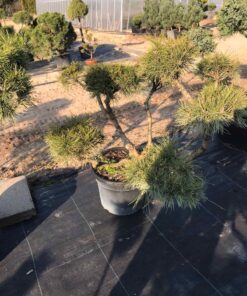 Kalninės pušies bonsas  / Bonsai  PARDUOTAS