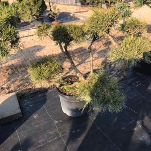 Kalninės pušies bonsas  / Bonsai  PARDUOTAS