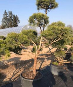 Alternative view of Kalninės pušies bonsas / Bonsai  PARDUOTAS