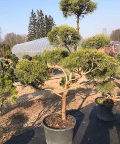 Kalninės pušies bonsas / Bonsai  PARDUOTAS