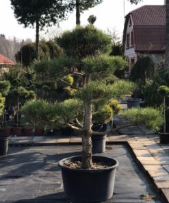 Juodosios pušies bonsas  / Bonsai  PARDUOTAS