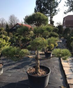 Alternative view of Juodosios pušies bonsas  / Bonsai  PARDUOTAS