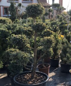 Alternative view of Žirniavaisio puskiparisio 'Boulevard‘ bonsas  / Bonsai 'Boulevard'   PARDUOTAS