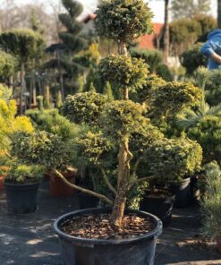 Žirniavaisio puskiparisio 'Boulevard‘ bonsas  / Bonsai 'Boulevard'   PARDUOTAS