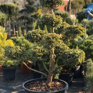 Žirniavaisio puskiparisio 'Boulevard‘ bonsas  / Bonsai 'Boulevard'   PARDUOTAS