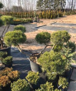 Kalninės pušies bonsas / Bonsai  PARDUOTAS