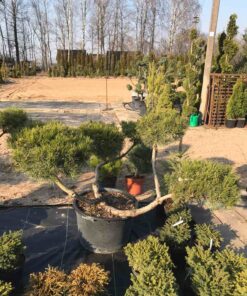 Alternative view of Kalninės pušies bonsas / Bonsai  PARDUOTAS