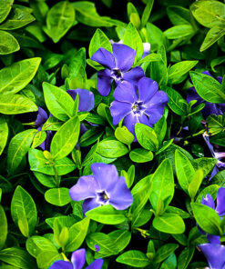 Žiemė / Vinca