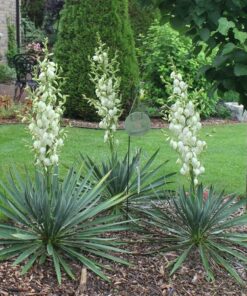 Juka / Yucca