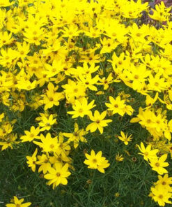 Alternative view of Mentūrinis gludas / Coreopsis verticillata