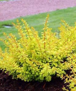Tunbergo raugerškis 'Golden Dream' / Berberis thunbergii 'Golden Dream'