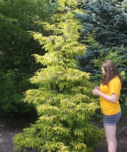 Alternative view of Rytinė eglė 'Aurea' / Picea orientalis 'Aurea'