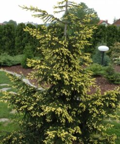 Rytinė eglė 'Aurea' / Picea orientalis 'Aurea'