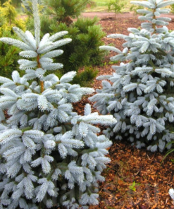 Dygioji eglė 'Edith' (sidabrinė eglė) / Picea pungens ‘Edith’