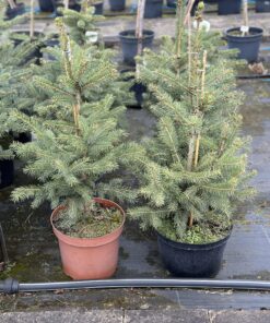 Dygioji sidabrinė eglė / Picea pungens