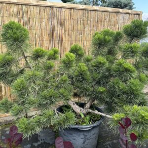 Pušis juodoji 'Globosa' Nr.9 / Bonsai Pinus Nigra 'Globosa' PARDUOTAS