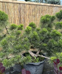 Pušis juodoji 'Globosa' Nr.9 / Bonsai Pinus Nigra 'Globosa' PARDUOTAS