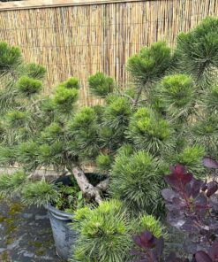 Alternative view of Pušis juodoji 'Globosa' Nr.9 / Bonsai Pinus Nigra 'Globosa' PARDUOTAS