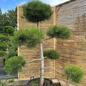 Juodoji pušis Nr.11 / Bonsai Pinus Nigra