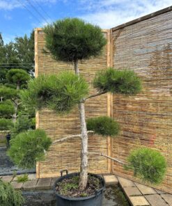 Juodoji pušis Nr.11 / Bonsai Pinus Nigra