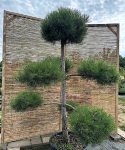 Alternative view of Juodoji pušis Nr.11 / Bonsai Pinus Nigra