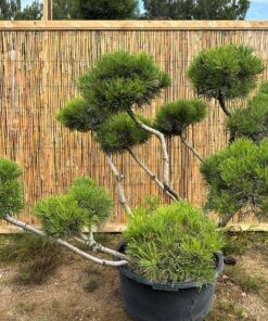 Alternative view of Pušis kalninė  Nr.10 / Bonsai Pinus Mugo PARDUOTAS