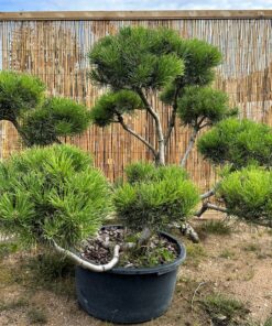 Pušis kalninė  Nr.10 / Bonsai Pinus Mugo PARDUOTAS