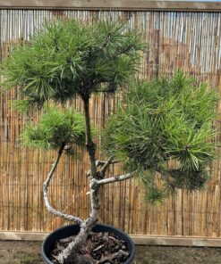 Alternative view of Pušis kalninė Nr.12 / Bonsai Pinus Mugo PARDUOTAS