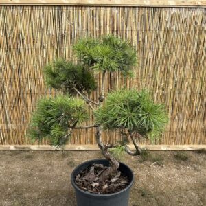 Pušis kalninė Nr.12 / Bonsai Pinus Mugo PARDUOTAS
