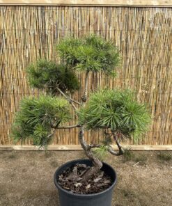 Pušis kalninė Nr.12 / Bonsai Pinus Mugo PARDUOTAS