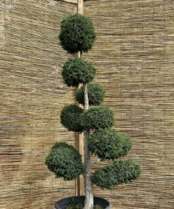 Kadagys virgininis 'Hetz' Nr.15 / Bonsai Juniperus virginiana 'Hetz' PARDUOTAS