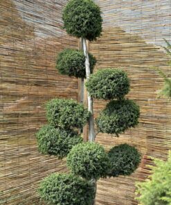 Alternative view of Kadagys virgininis 'Hetz' Nr.15 / Bonsai Juniperus virginiana 'Hetz' PARDUOTAS