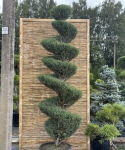 Kadagys uolinis 'Blue Arrow' Nr.13 / Bonsai Juniperus virginiana 'Blue Arrow'