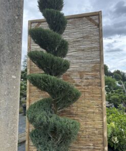 Alternative view of Kadagys uolinis 'Blue Arrow' Nr.13 / Bonsai Juniperus virginiana 'Blue Arrow'
