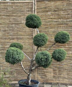 Kadagys virgininis 'Hetz' Nr.14 / Bonsai Juniperus virginiana 'Hetz' PARDUOTAS
