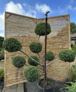 Alternative view of Kadagys virgininis 'Hetz' Nr.14 / Bonsai Juniperus virginiana 'Hetz' PARDUOTAS
