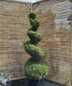 Kadagys parastasis 'Hibernica' Nr.16 / Bonsai Juniperus communis 'Hibernica' PARDUOTAS