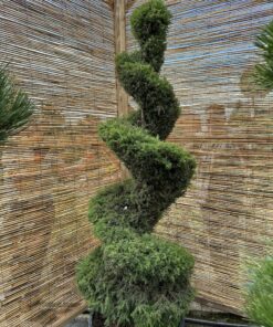 Alternative view of Kadagys parastasis 'Hibernica' Nr.16 / Bonsai Juniperus communis 'Hibernica' PARDUOTAS