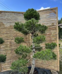 Pušis juodoji Nr.18 / Bonsai Pinus Nigra