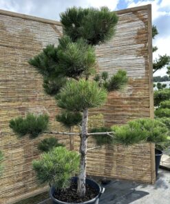 Alternative view of Pušis juodoji Nr.18 / Bonsai Pinus Nigra