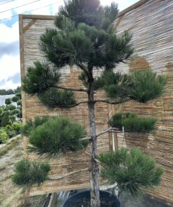 Alternative view of Pušis juodoji Nr.19 / Bonsai Pinus Nigra