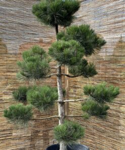 Pušis juodoji Nr.19 / Bonsai Pinus Nigra