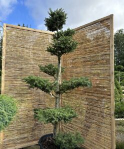 Kėnis balzaminis Nr.20 / Bonsai Abies balsamea PARDUOTAS