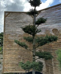 Alternative view of Kėnis balzaminis Nr.20 / Bonsai Abies balsamea PARDUOTAS
