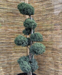 Kadagys žvynuotasis 'Meyeri' Nr.21 / Bonsai Juniperus squamata 'Meyeri' PARDUOTAS