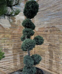 Alternative view of Kadagys žvynuotasis 'Meyeri' Nr.21 / Bonsai Juniperus squamata 'Meyeri' PARDUOTAS