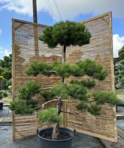 Pušis juodoji Nr.22 / Bonsai Pinus Nigra