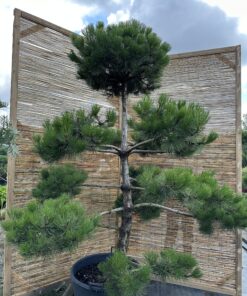 Alternative view of Pušis juodoji Nr.22 / Bonsai Pinus Nigra