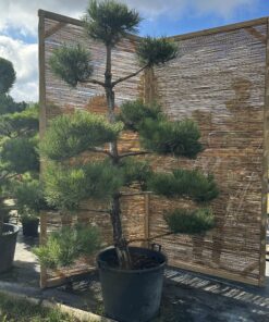 Pušis juodoji Nr.23 / Bonsai Pinus Nigra